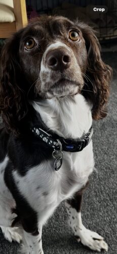 SafePet photo review