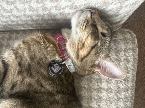 SafePet photo review