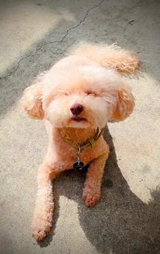 SafePet photo review